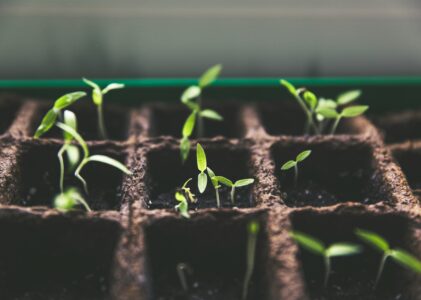 Seed & Plant Swap – May 17, 2025