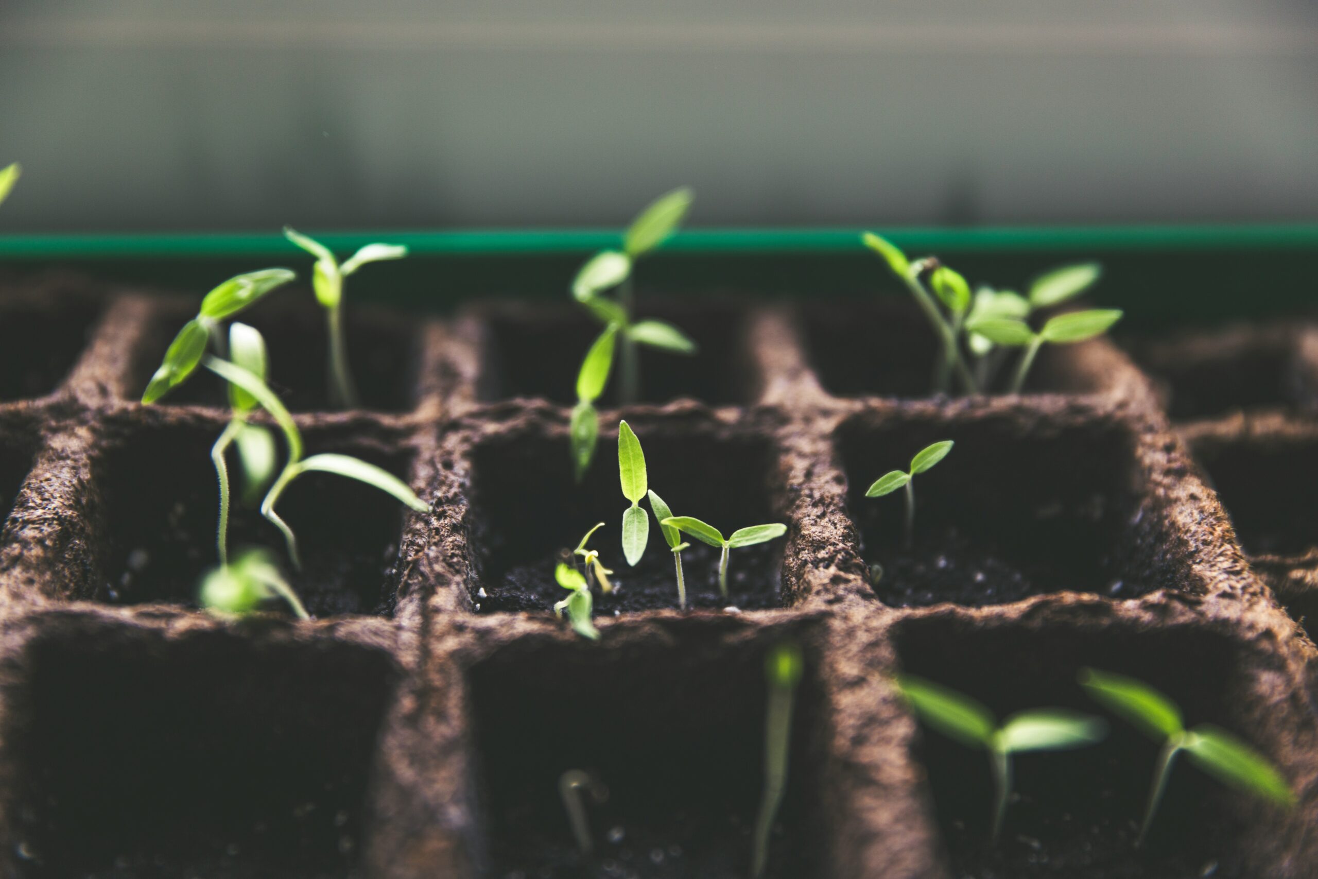 Seed & Plant Swap – May 17, 2025